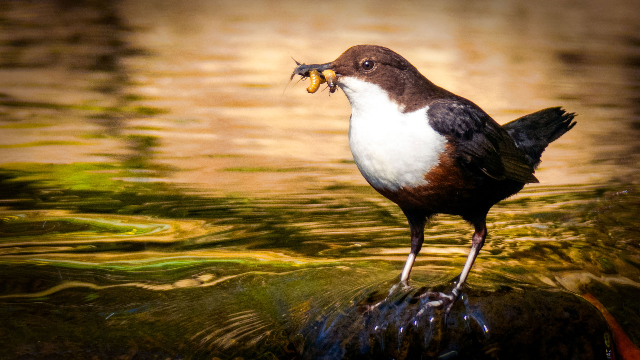Dipper, Allt Na Bruadar