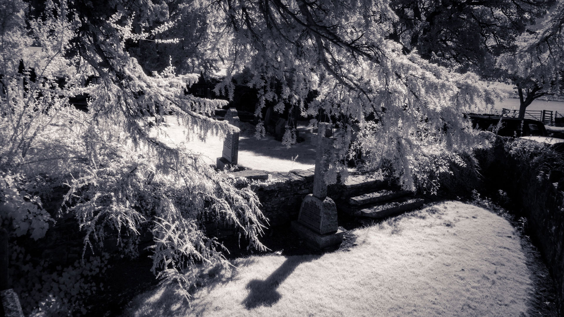 Fortingall Yew